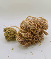 Rose of Jericho Botanical