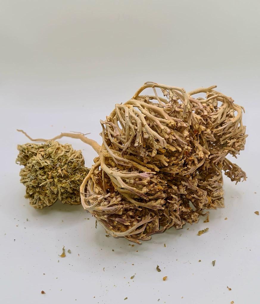 Biolevita Rose of Jericho Botanical